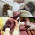thumbnail image 4 of Kits de biberones para mascotas Kits de biberones de repuesto para gatos Biberón para gatitos recién nacidos, cachorros, conejos, animales pequeños JAMW Sencillez, 4 of 5