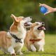 thumbnail image 5 of Interactive Moving Ball for Dogs Automatic Rolling Pet Toy Puppy Birthday Gift Smart Dog Ball, 5 of 5