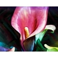 thumbnail image 2 of Villa, Mlli 32x26 Black Ornate Wood Framed with Double Matting Museum Art Print Titled - Bright Calla Lilies, 2 of 4