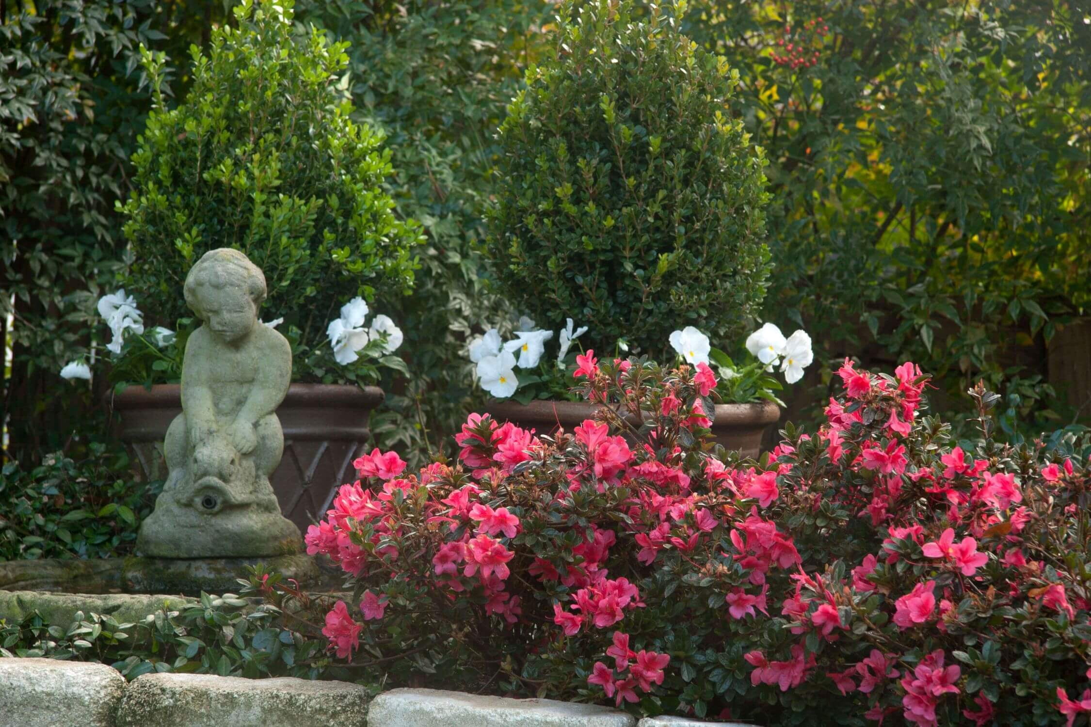 Encore Azalea Autumn Princess (3 Gallon) Salmon Pink Flowering Shrub - Full Sun Live Outdoor Plant