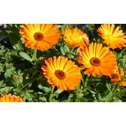 Expert Gardener No Shade 6 Pack Calendula