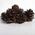 thumbnail image 3 of 10 Piezas De Conos De Pino Natural, Adornos De Mesa Secos, Decoraciones Navideñas Para El Hogar Sunnimix Conos de pino natural secados, 3 of 7