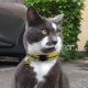 thumbnail image 5 of Collares para gatos 7 piezas con campanas, etiqueta de identificación y tira reflectante, collar para mascotas oso de fresa Electrónica, 5 of 5