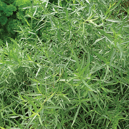 Ferry-Morse Tarragon Herb Plant Seeds (1 Pack) - Seed Gardening, Full Sunlight Herb Plant Seeds (1 Pack) - Seed Gardening, Full Sunlight
