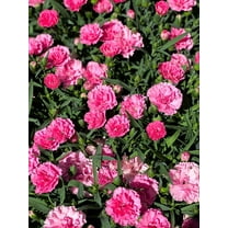 Seedville 50 Pink Rose Carnation (Dianthus Caryophyllus Grenadin) Plant Seeds