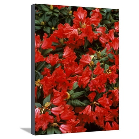 - Rhododendron Hybrid Scarlett Wonder,