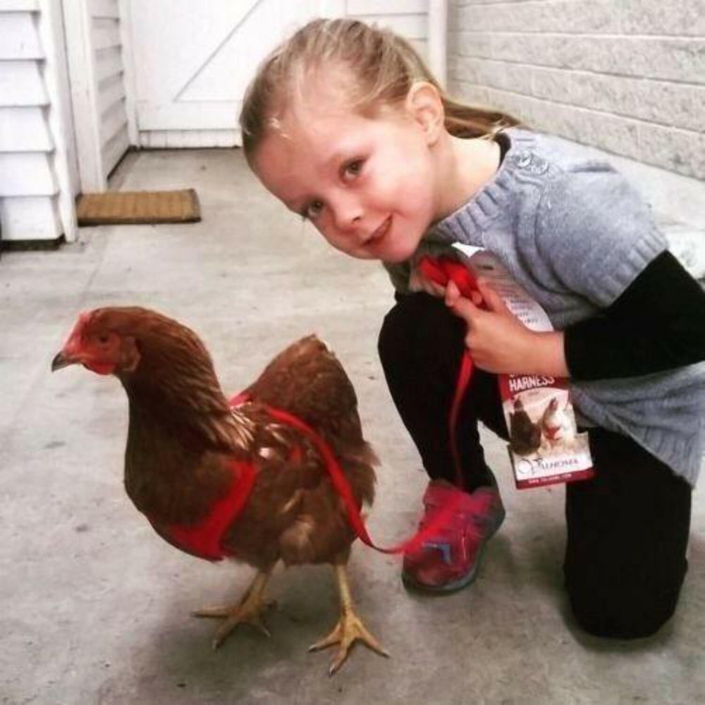 Valhoma Pet Chicken Harness and/or Leash Bright Fun Colors Pet Duck