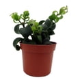 thumbnail image 3 of Twister Lipstick Plant - Aeschynanthus - 2.5" Pot, 3 of 4