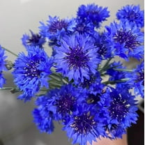 1,000 Blue Cornflower Seeds for Planting - Heirloom Non-GMO Bachelor Button Flower Seeds