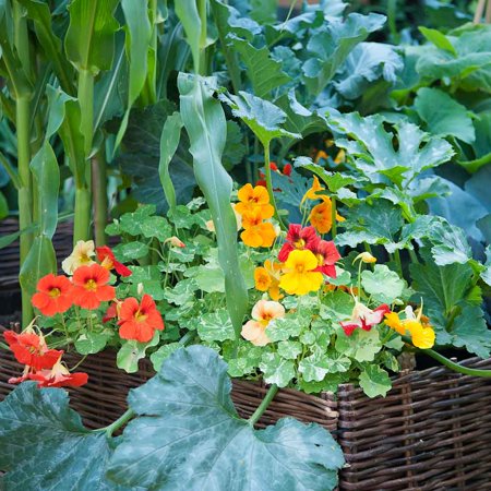 Eden Brothers Nasturtium Seeds - Alaska Mix Non-GMO Seeds for Planting, Packet | Low-Maintenance Flower Seeds, Plant During Spring Season, Zones 1, 10, 2, 3, 4, 5, 6, 7, 8, 9