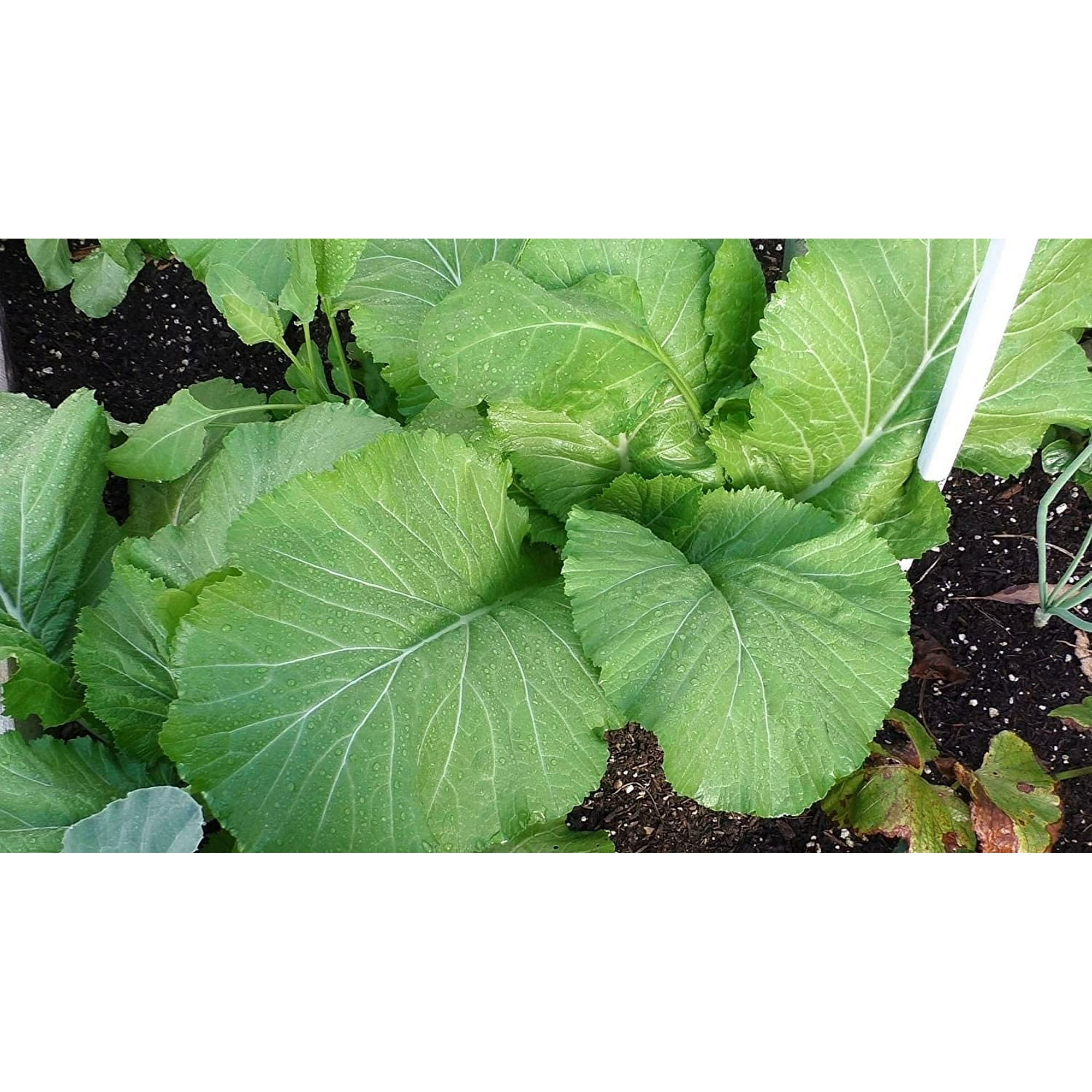 Garden Vegetable / Seedling Product