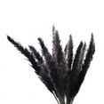 thumbnail image 1 of 30 Piezas de Hierba de Pampa Negra, Tallos PequeñOs Esponjosos Secos Naturales de 17 Pulgadas para Arreglos Florales de DecoracióN de Bodas en el Hogar, DecoracióN, 1 of 5