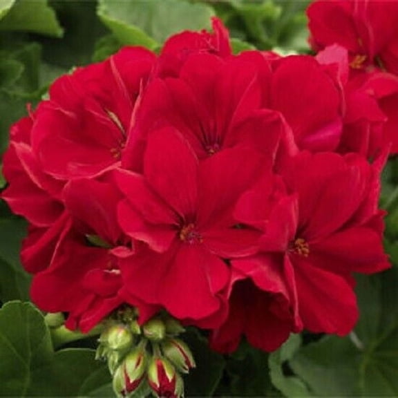 Red Geranium Seeds (10 Pack) – Pelargonium Flower Seeds for Planting Outdoors, Bright Red Bloom Flowers for Pots, Borders & Patio Gardens