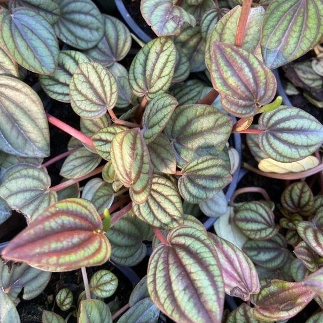 Peperomia Piccolo Banda - Live Starter Plants in 2 Inch Growers Pots - Peperomia Albovittata - Elegant Easy Care Indoor Houseplant 3 Plants