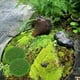 thumbnail image 4 of Esteras de musgo artificial Juego de 6 hojas de césped flocado redondas | 3,54 pulgadas de diámetro | Decoración verde realista | Se admiten mascotas | Bricolaje de jardín en miniatura | Decoración, 4 of 6