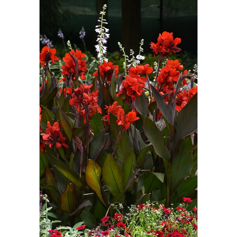Expert Gardener Outdoor Live Plant Canna Lily Cannova Bronze