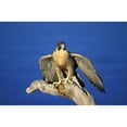 thumbnail image 2 of Peregrine Falcon On Perch Poster Print, 2 of 2