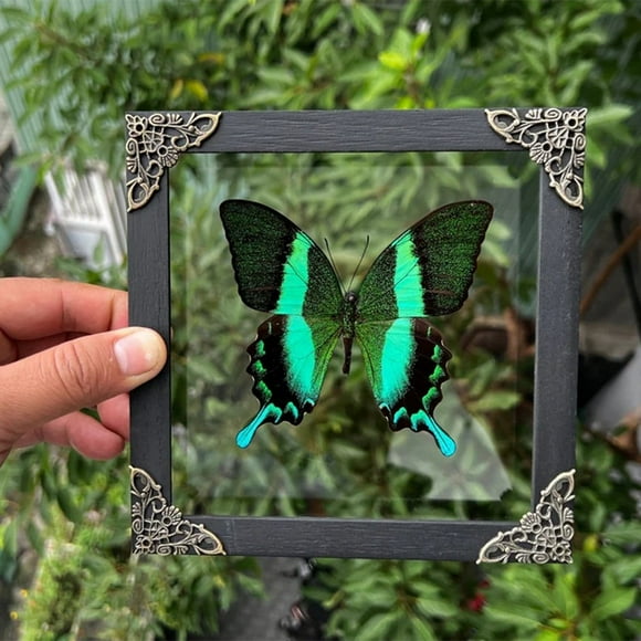 FNNMNNR Wall Mounted Taxidermy Frame Moth Dead Insect Shadow Box Frame for Wall Hanging Home Decor