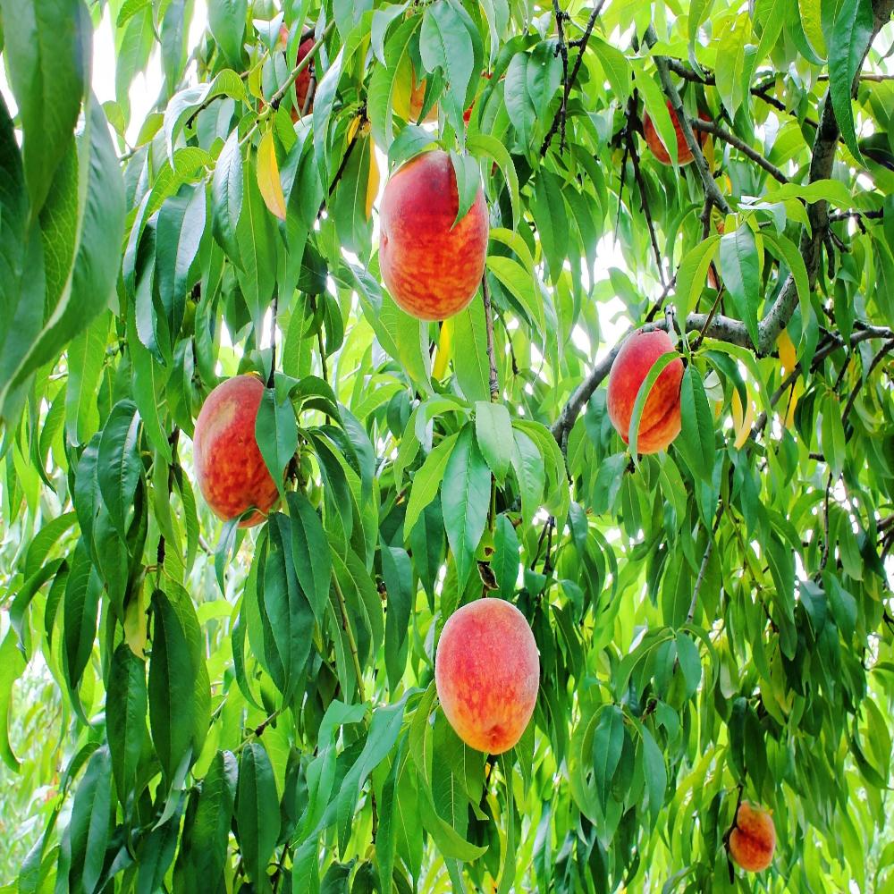 Expert Gardener 1-2 ft. Tall Rich Joy Peach Live Tree in 1- Gallon Grower Pot