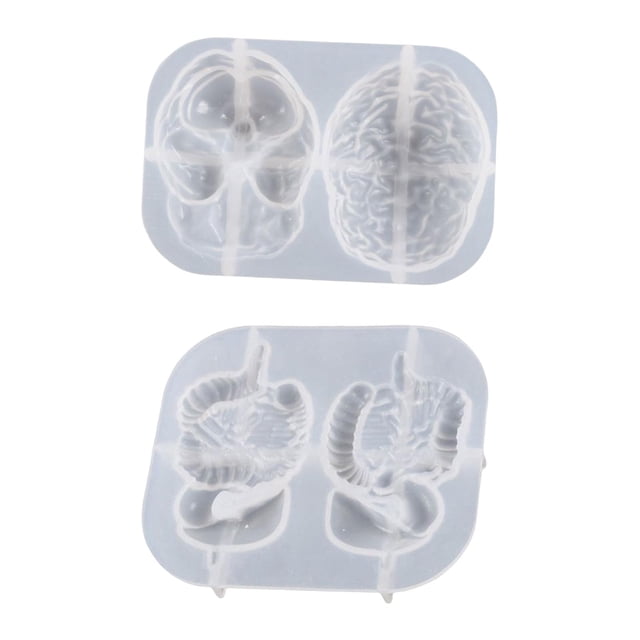 2x órganos de resina Zulema modelo epoxi herramientas de fundición Cerebro y Sistema Digestivo