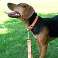thumbnail image 2 of Country Brook Petz - Martingale Dog Collar - Heavy-Duty Training Collar with No Buckle - Service Dog Collar for All Pups - 10+ Warm Colors (Mango, 3/4 Inch, Small), 2 of 8