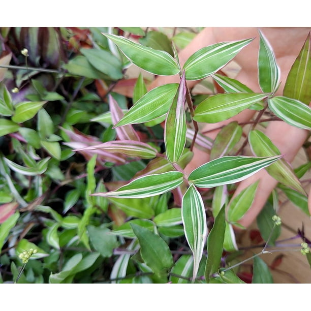 Variegated Tahitian Bridal Veil Wandering Jew 2.5" Pot Tradescantia