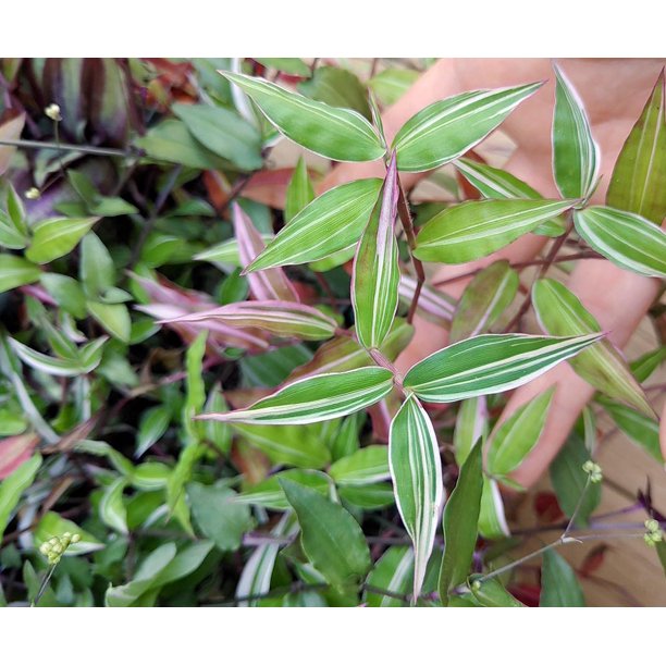 Variegated Tahitian Bridal Veil Tradescantia 2 5 Pot Walmart Com Variegated Tahitian Bridal Veil Tradescantia 2 5 Pot Walmart Com
