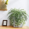 thumbnail image 4 of Morttic 3 Sets Artificial Bracketplant chlorophytum Silk Spider Flowers Bonsai Wall Hanging Plants for Home Decor, 4 of 7