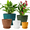 Multicolor-2, variant on 5-Pack Plastic Plant Pots with Drainage Holes and Saucer Trays, 7.5/6.7/6/5/4.1 Inch Flower Pots, Multicolor Planters for Indoor & Outdoor Plants