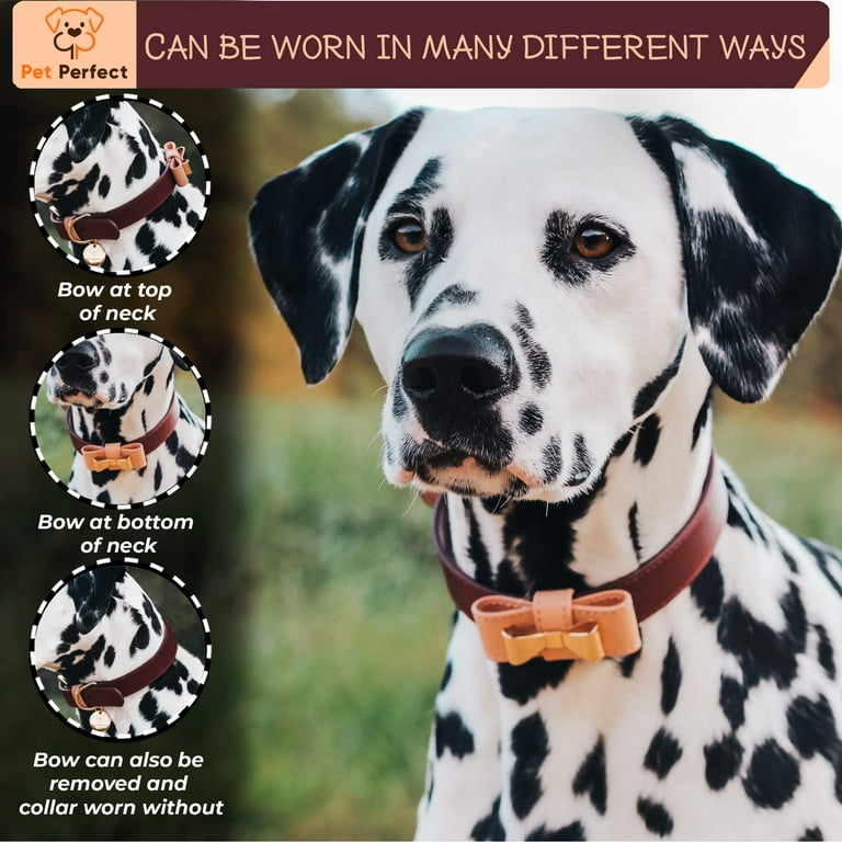 Dog Collar, Designer Dog Collars