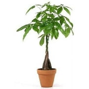 JM Bamboo 5 Money Tree Plants Braided into 1 Tree -Pachira-4" Clay Pot for Better Growth Between 10-12 inches Tall