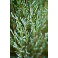 Skyrocket Juniper 3 Live Gallon Size Trees Juniperus Scopulorum Drought