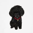 thumbnail image 3 of CafePress - Poodle Pup (Blk) Ringer T - 100% Cotton Ringed T-Shirt, 3 of 4
