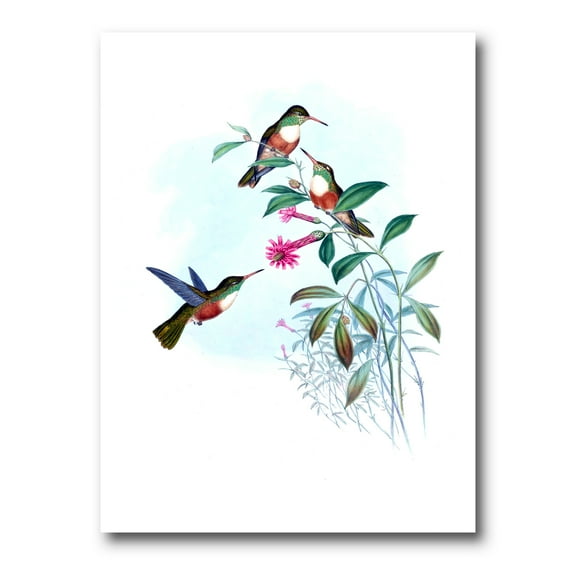Ancient Hummingbird IV 8 in x 12 in Painting Canvas Art Print, by Designart