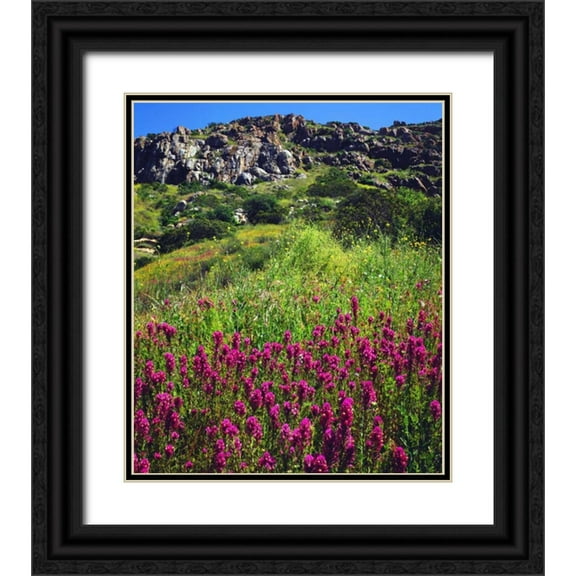 Talbot Frank, Christopher 26x30 Black Ornate Wood Framed with Double Matting Museum Art Print Titled - CA, San Diego, Mission Trails Owls Clover