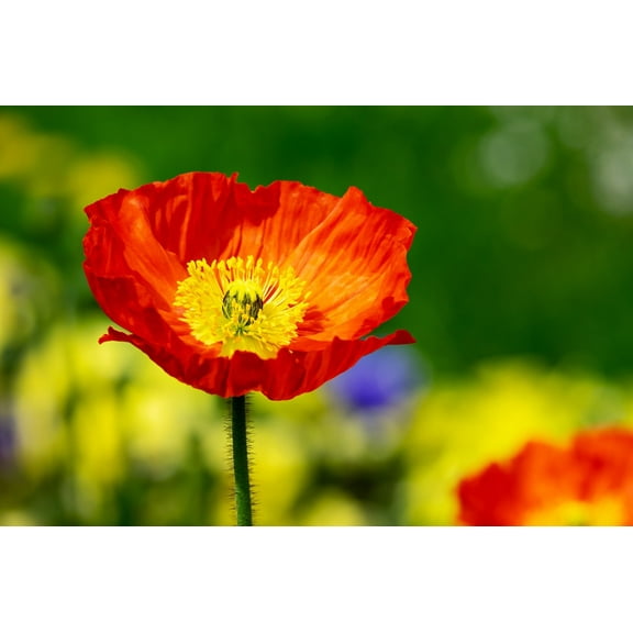 Red Shirley Corn Poppy Seeds/ Annual/ Full Sun/7K Seeds 1 Gram/ Zellajake Farm and Garden - B83