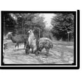 thumbnail image 2 of Historic Framed Print, ZOO, WASHINGTON, D.C.: LLAMA - 2, 17-7/8" x 21-7/8", 2 of 9