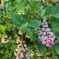 thumbnail image 6 of Southern Living Takes The Cake Blueberry Bush Live Shrub in 2.5-Quart Grower Pot, 6 of 10