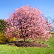 Kwanzan Cherry Tree – Double-Pink Flowering Ornamental Tree with Stunning Spring Blossoms