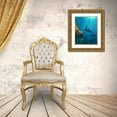 thumbnail image 3 of Fitzharris, Tim 12x14 Gold Ornate Wood Framed with Double Matting Museum Art Print Titled - Reef manta rays and moon wrasse-Penida Island-Indonesia, 3 of 4