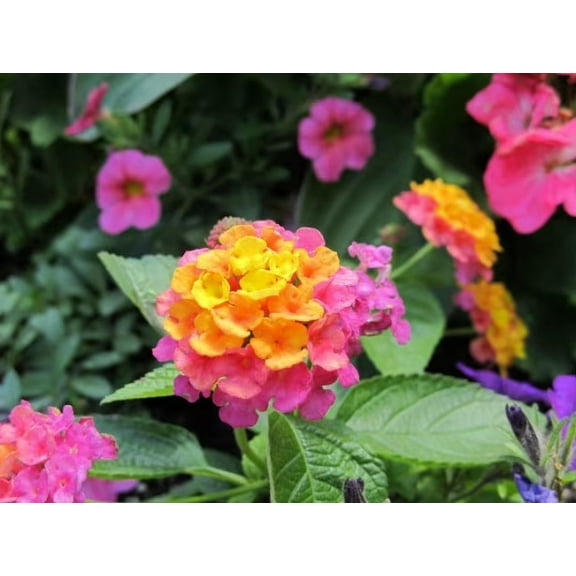 5 Confetti Lantana Camara Flowers Plants-Natural Mosquito Repellant Garden -Attract Hummingbirds & Butterflies -Each in 4 inch Pots
