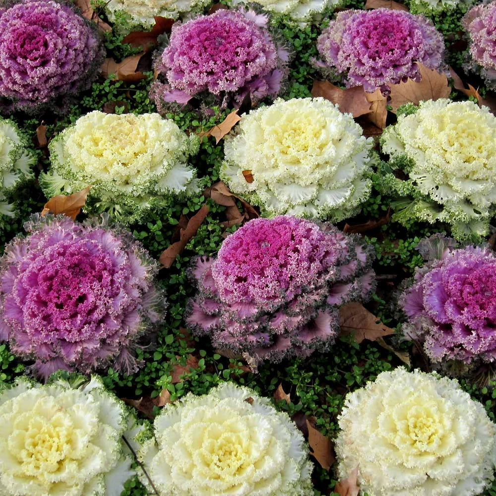Dynasty Series Osaka Flowering Cabbage Garden Seed Mix 1000 Seeds