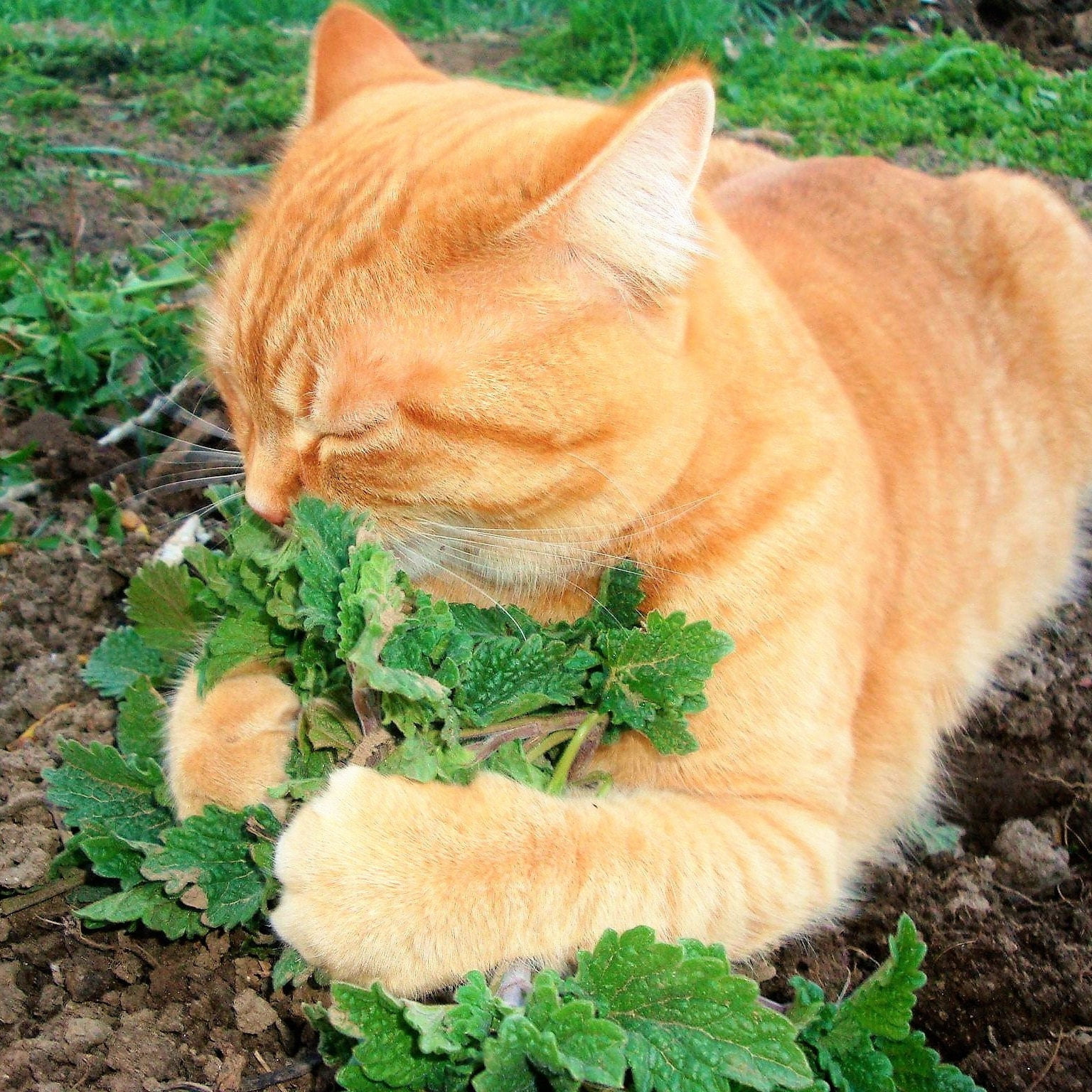 Catnip Seeds 100 Grow Indoors this Winter Cat Nip Garden FREE SHIPPING 