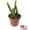 1 Plant, variant on Dragon Fruit Tree - Live Plant in a 4 Inch Pot - Hylocereous Undatus - Edible Tropical Fruit Plant from Florida
