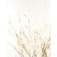 thumbnail image 2 of Lam, Vanna 20x24 Black Ornate Wood Framed with Double Matting Museum Art Print Titled - Golden Sea Oats I, 2 of 4