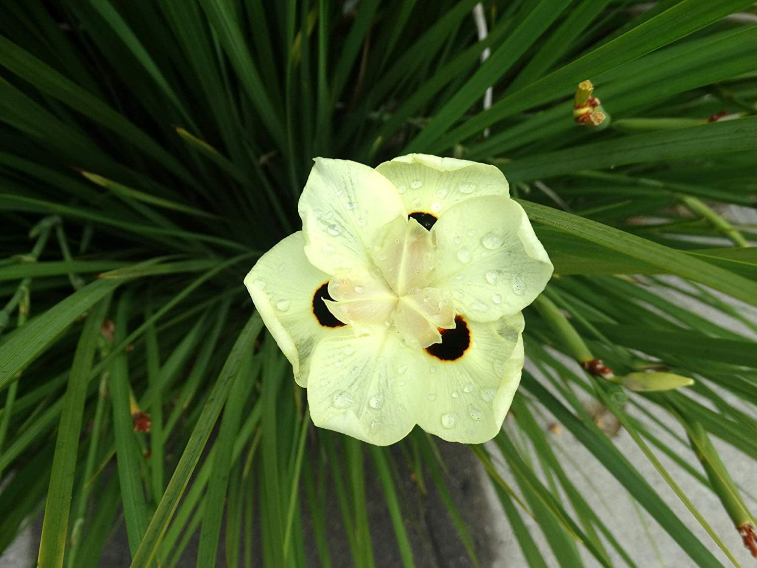 Moraea iridioides Flower Seeds
