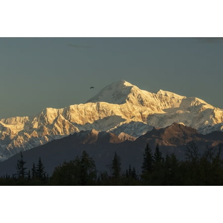 A Bald Eagle flies near summit of Denali photograph taken from the Parks Highway near South Viewpoint rest stop Alaska United States of America Poster Print by Doug Lindstrand  Design