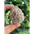 thumbnail image 1 of GAF TREASURES Large Raw Desert Rose, Natural Desert Rose Stone, Natural Rough Desert Rose, Desert Rose Rough, Desert Rose Healing Rough Crystal (Desert Rose, 1 Piece), 1 of 8