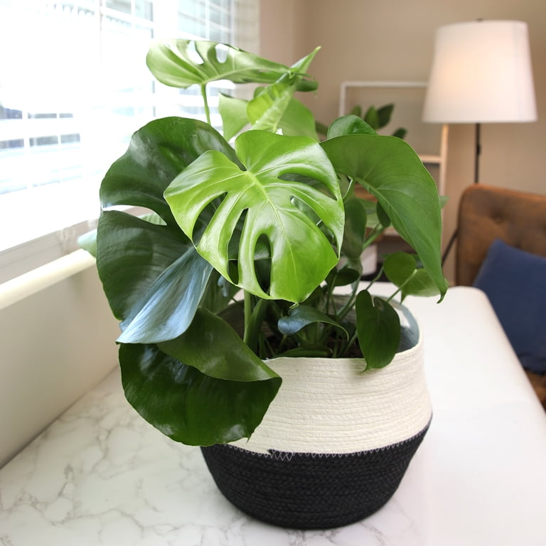 Swiss Cheese Houseplant, Monstera Deliciosa | 8in. Grow Pot; Partial Sun |  Element by Altman Plants - Walmart.com