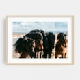thumbnail image 2 of Icelandic Mane Entourage - Iceland Photography Horse Wildlife Nature Animal Rural Scenic Winter Unframed Wall Art Print 40 x 60 inches, 2 of 7